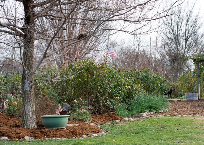 Garden_January_DSC_0731