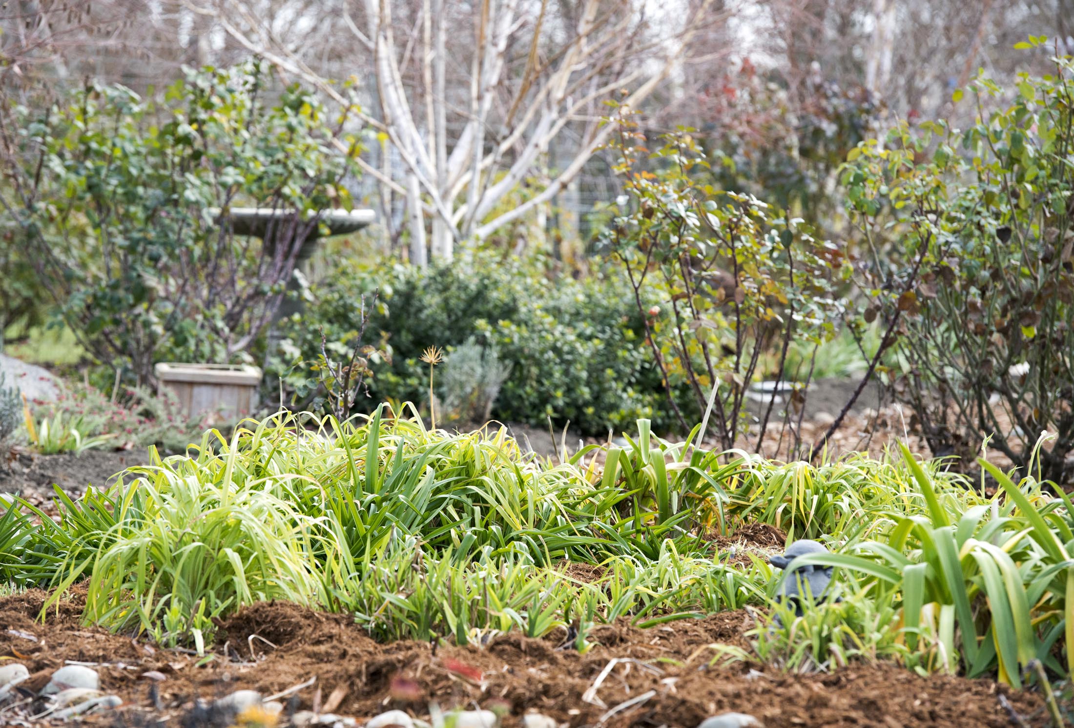 Garden_January_DSC_0732