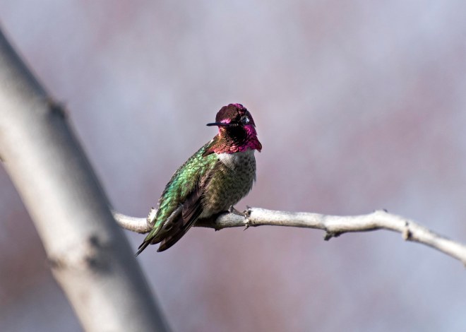 Hummingbird_DSC_4066