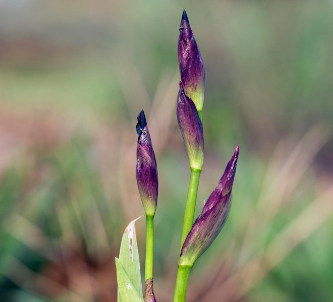 Iris_Bud_DSC_1822