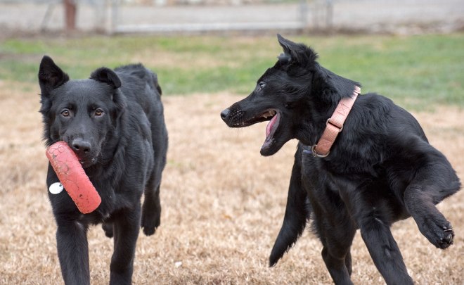 Jingle_Belle_DSC_3902