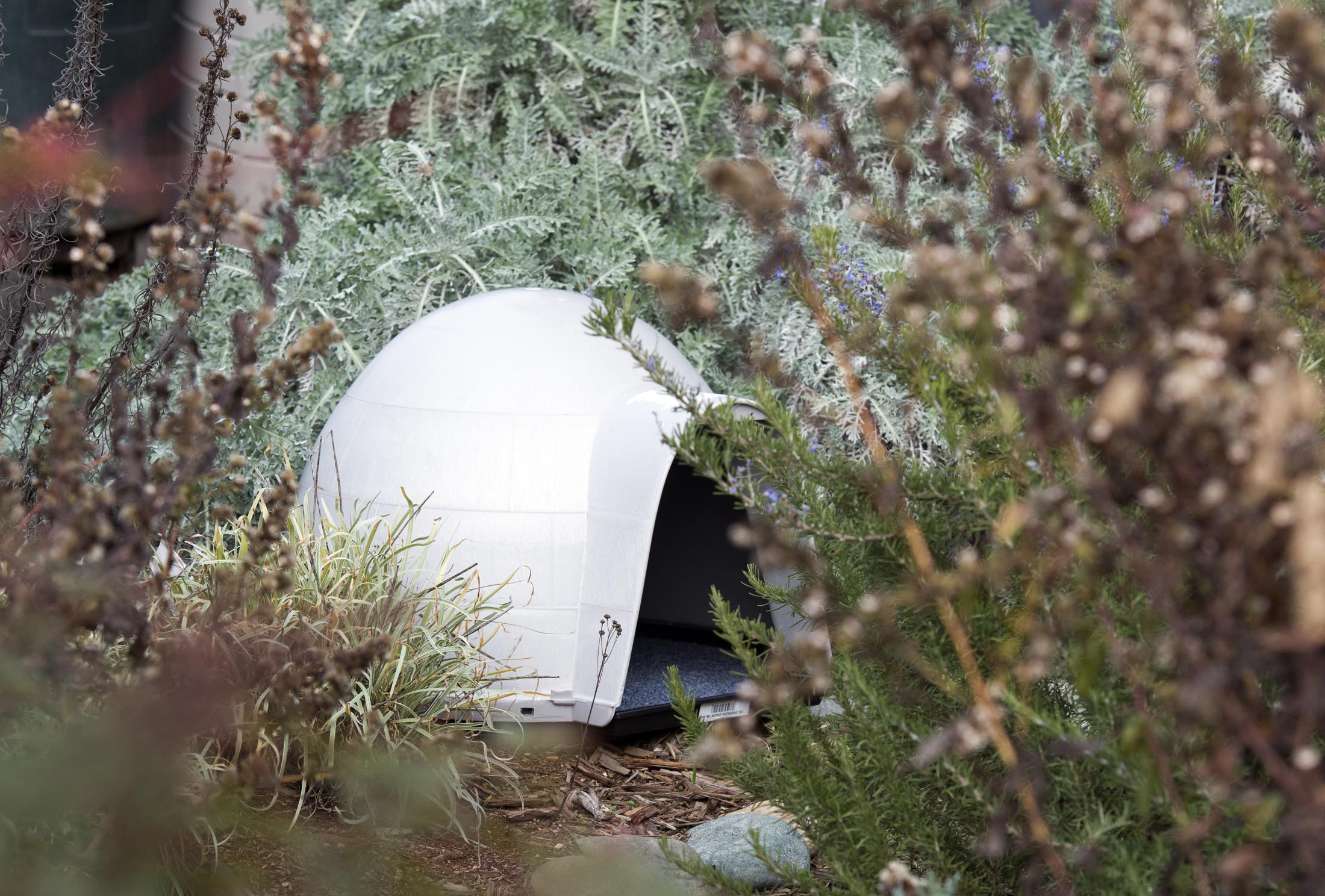 Kitty Shelter_DSC_0754