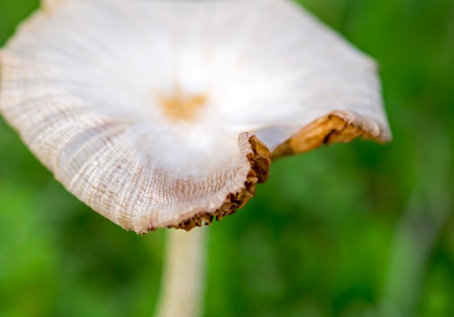 Mushroom_DSC_1459