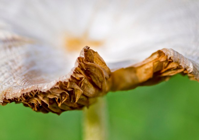 Mushroom_DSC_1460