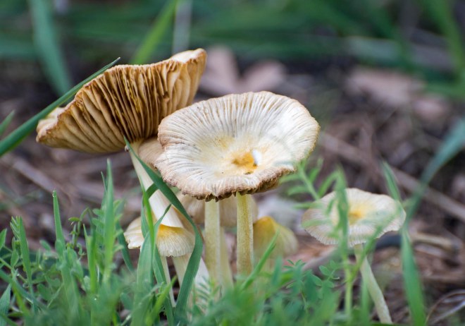 Mushrooms_DSC_4386