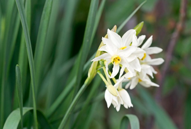 Narcissus_DSC_1232