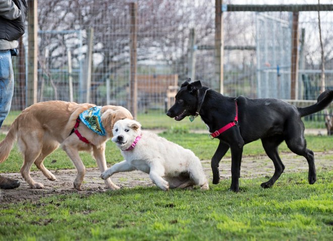 Puppy Class_DSC_4549