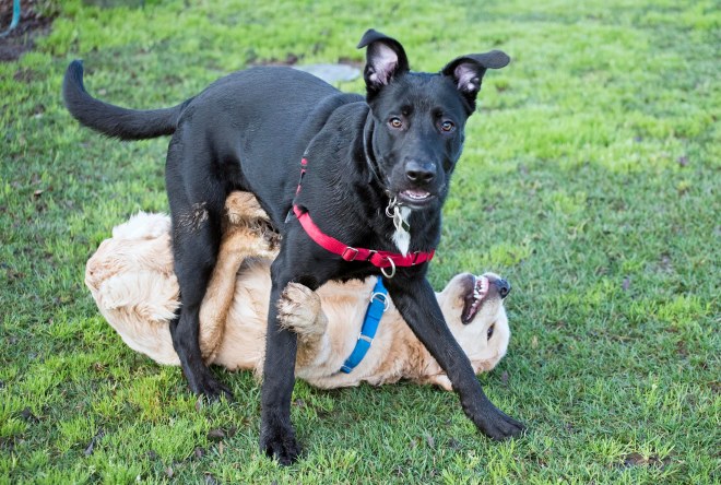 Puppy Class_DSC_4559