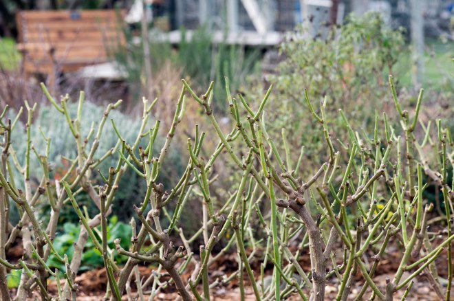 Rose_Pruning_DSC_1817