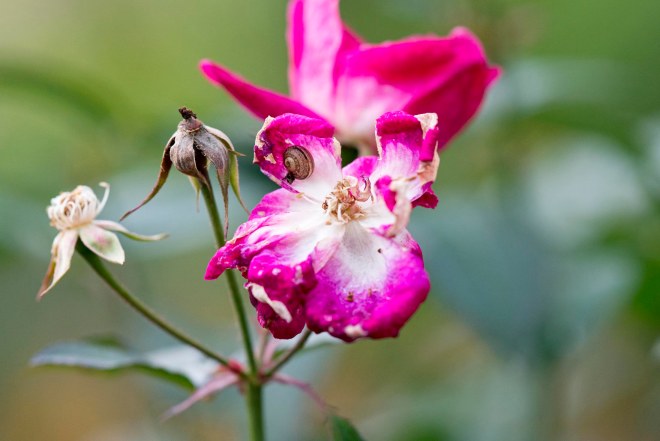 Rose_Snail_DSC_1204