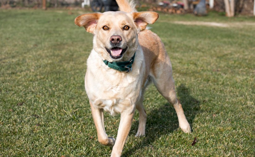 Wordless Wednesday: Scrappy