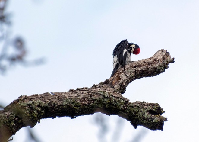 Woodpecker_DSC_4197