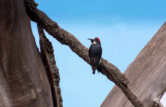 Woodpecker_DSC_4255