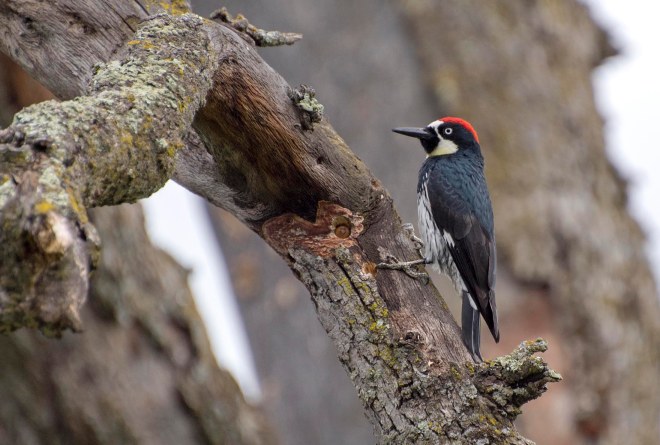 Acorn_Woodpecker_DSC_5125
