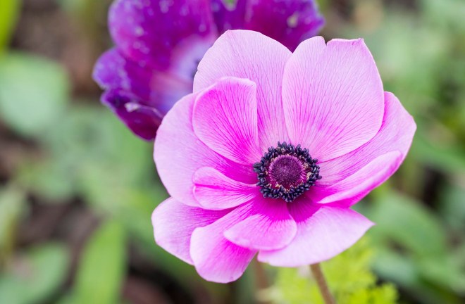 Anemone_DSC_2810