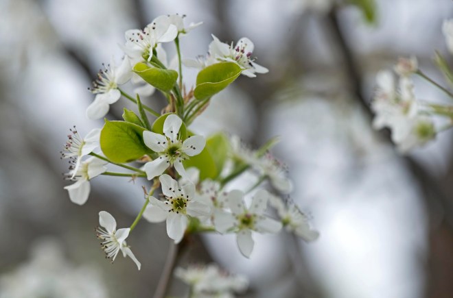 Bradford Pear_DSC_2821