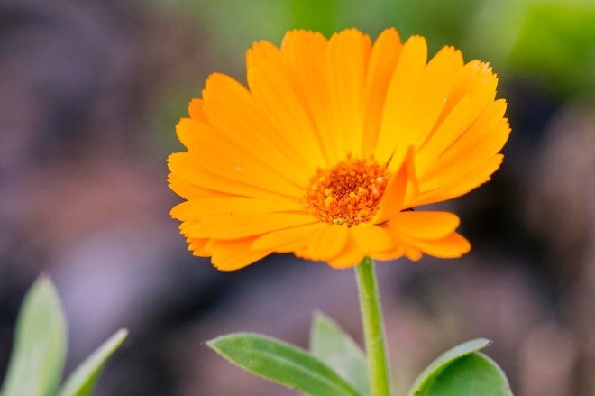 Calendula_DSC_2814