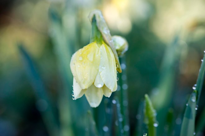 Daffodil_DSC_1993