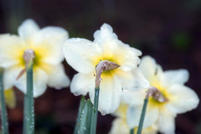 Daffodils_DSC_1996
