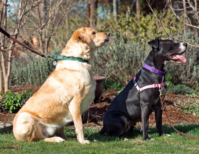 Darcy_Scrappy_DSC_2392