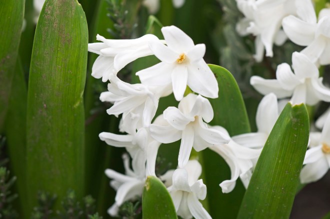 Hyacinth_DSC_2806