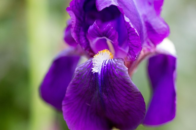 Iris_DSC_1881
