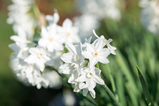 Narcissus_DSC_2006