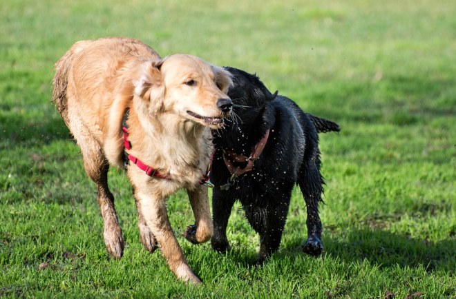Puppy Class_DSC_4479