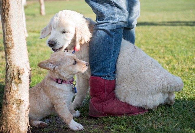 Puppy Class_DSC_4696