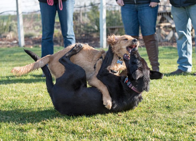 Puppy Class_DSC_4704