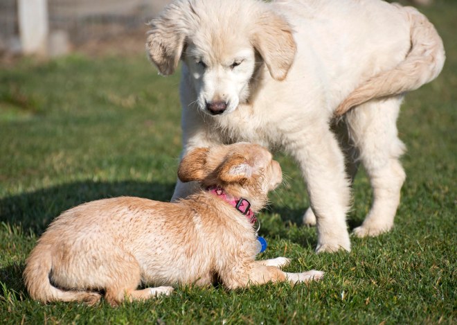 Puppy Class_DSC_4770