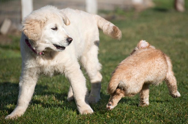 Puppy Class_DSC_4772