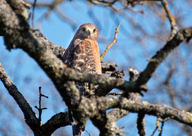 Red-Shouldered Hawk_DSC_4861