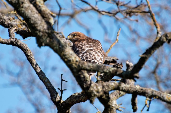 Red Shouldered Hawk_DSC_4867