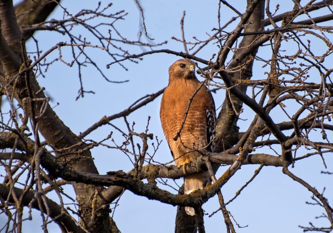 Red Shouldered Hawk_DSC_4941