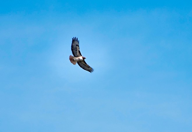 Red Tailed Hawk_DSC_5021
