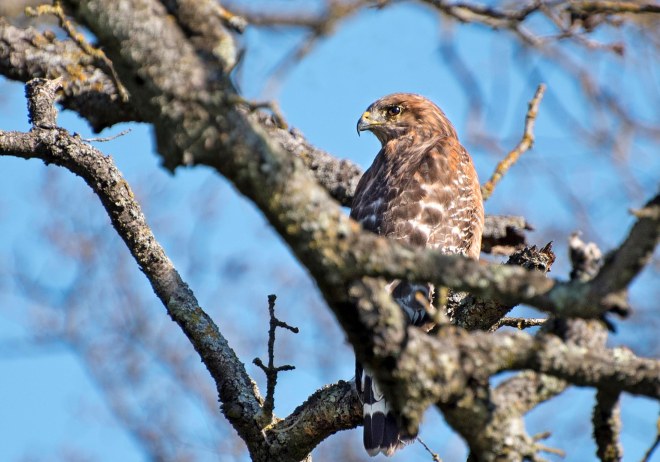 Red_Shouldered_Hawk_DSC_4865