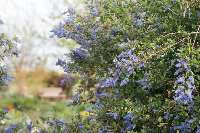 Ceanothus_DSC_3361