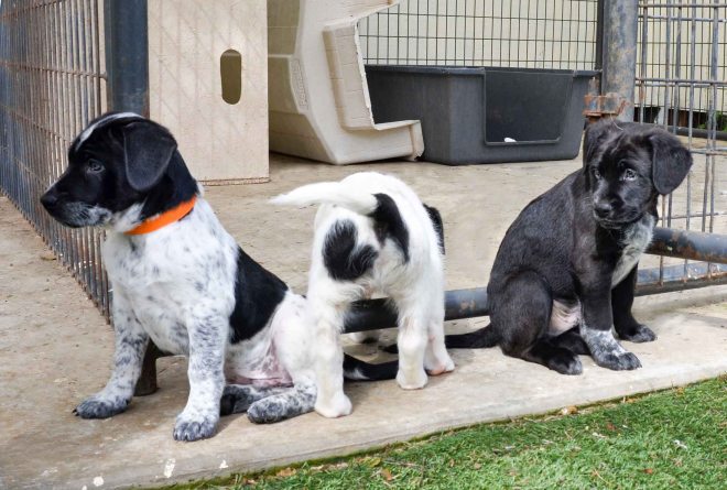 Easter Puppies_DSC_0175