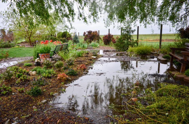 Garden_Rain_DSC_0032
