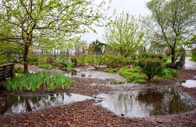 Garden_Rain_DSC_0033