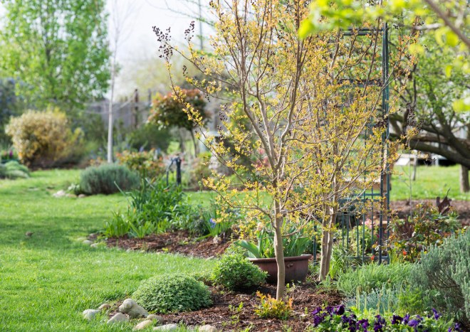 Garden_Spring_DSC_3369