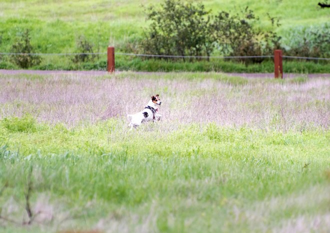 Meadow Dog_DSC_5363