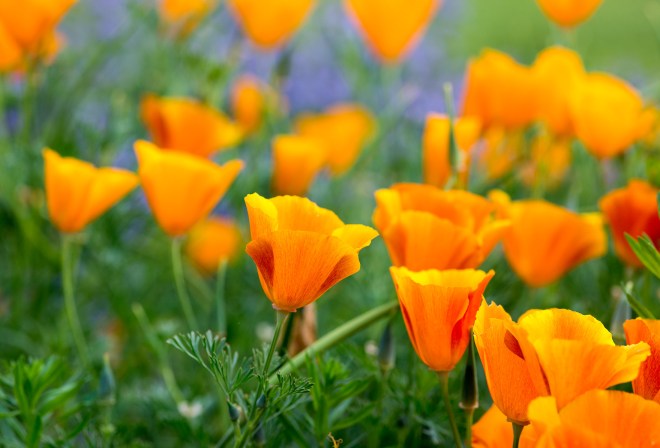 CA-Poppies_DSC_4506