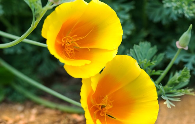 CA-Poppy_DSC_4510
