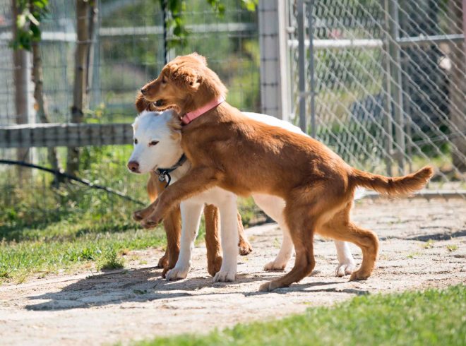 Desta_Cooper_Puppy_DSC_5384