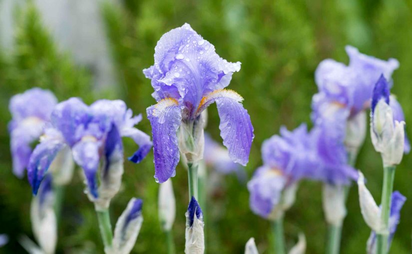 Learning to Dance in the&nbsp;Rain