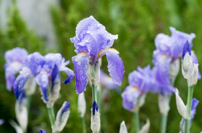 Iris_Rain_DSC_4663