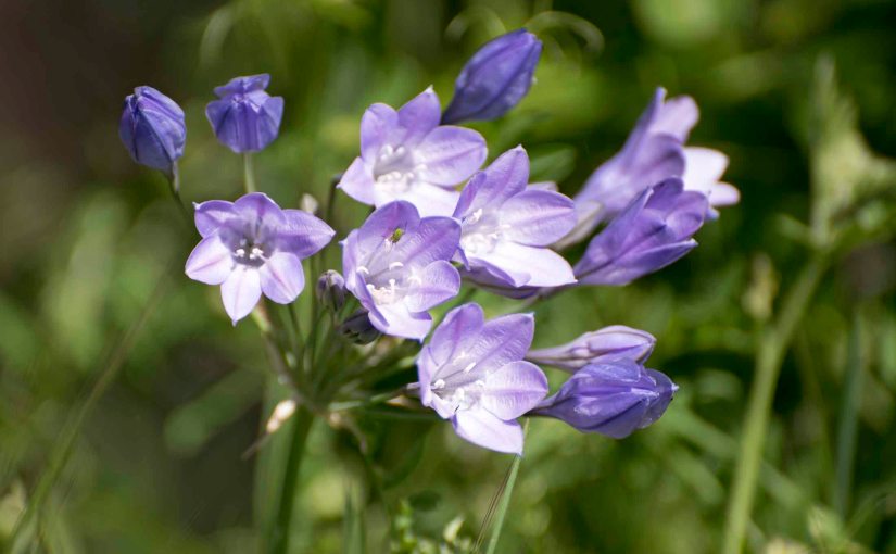 Wordless Wednesday: The Meadow’s&nbsp;Garden