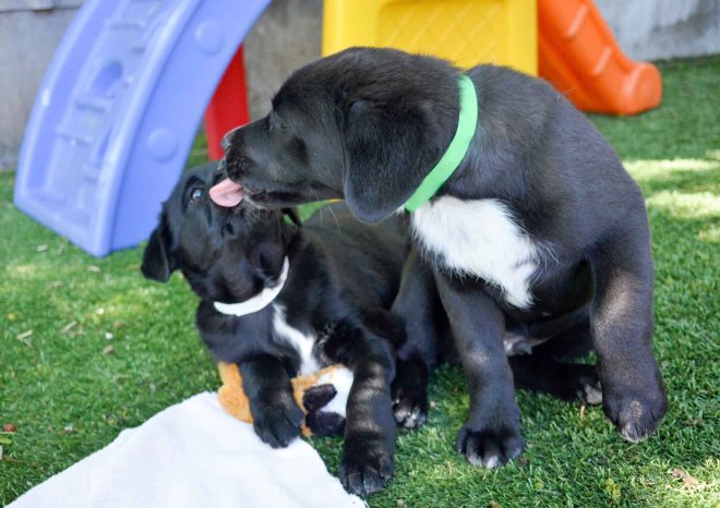 Peter_Peeps_DSC_0339